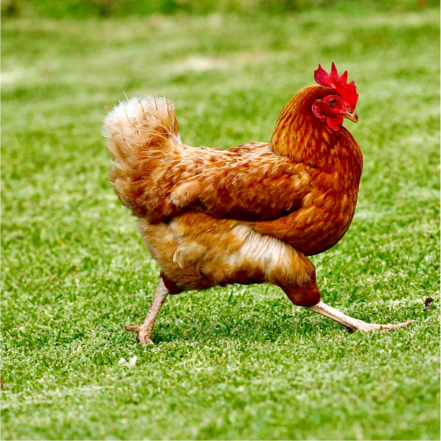 Country Chicken (Deshi)