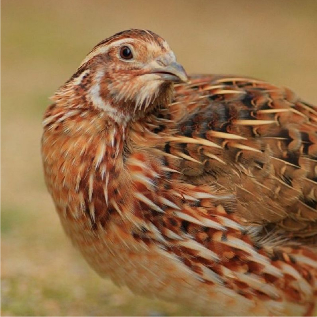 Quail