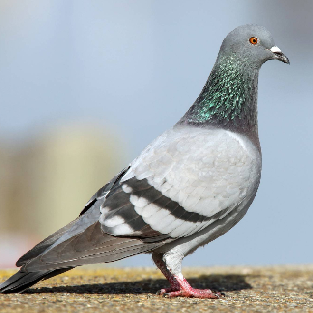 Pigeon