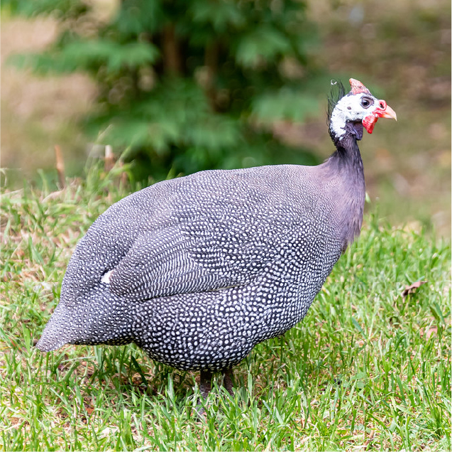 Guinea Fowl