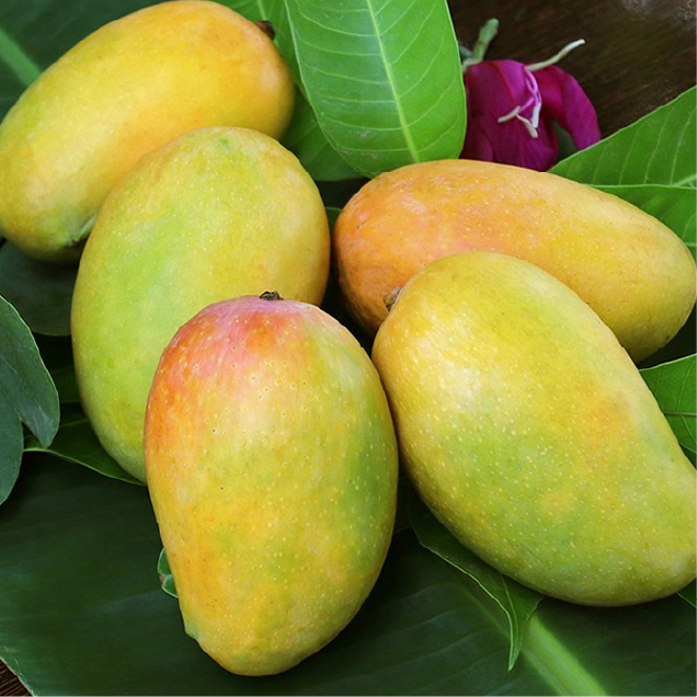 Mangoes