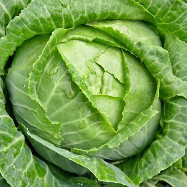 Cabbage