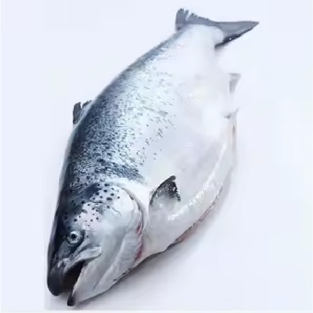 Salmon