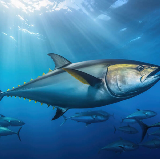 Tuna