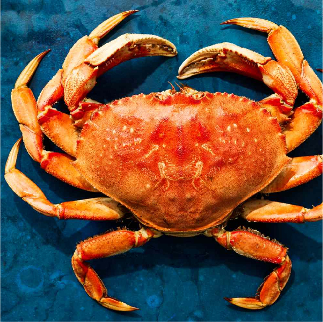 Crab