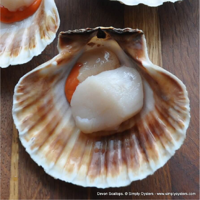 Scallops